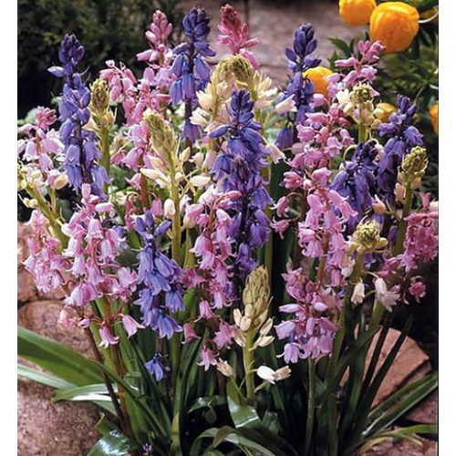 Hyacinthoides Hispanica Mix